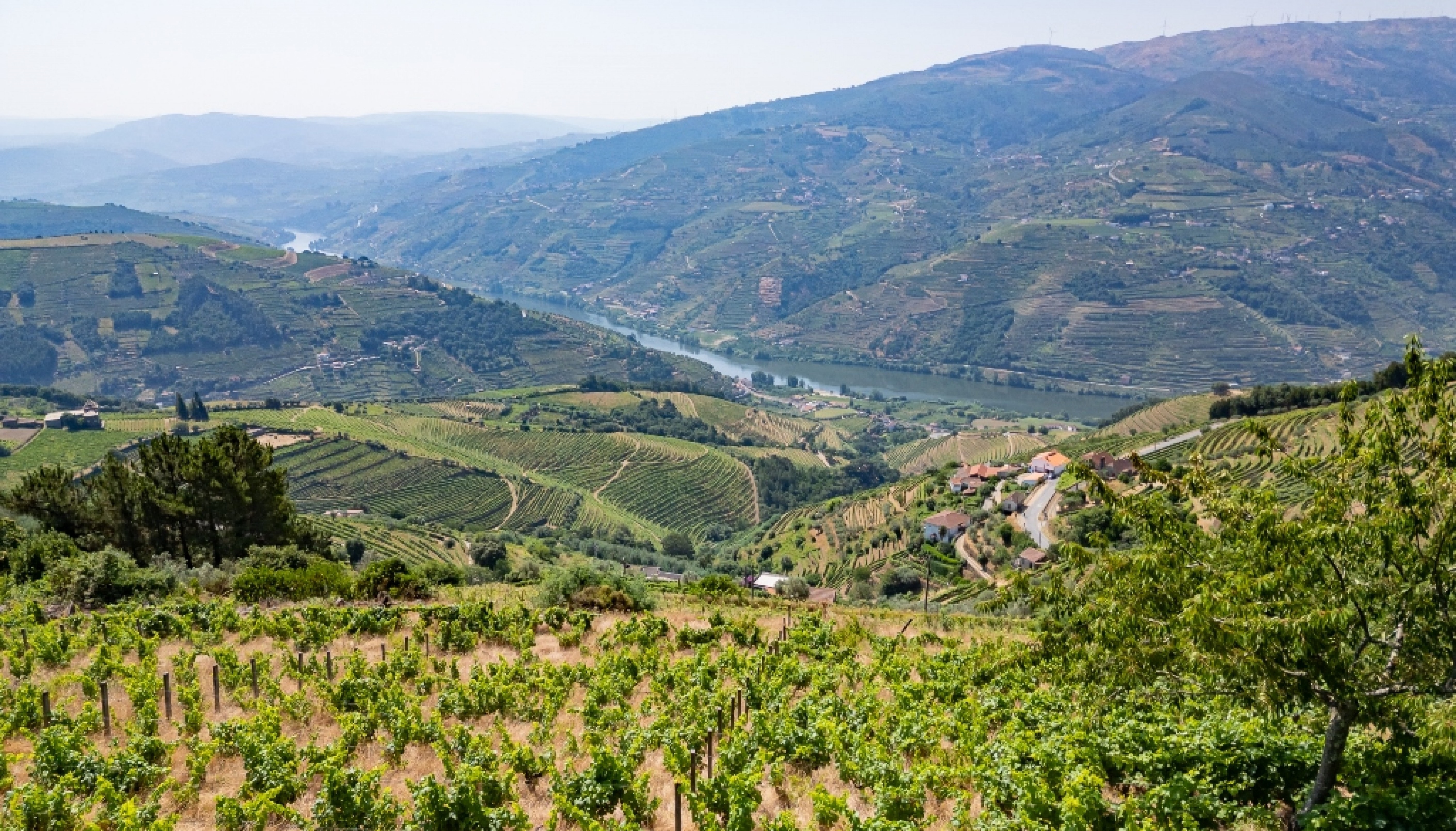 Ferme viticole à vendre à Mesão Frio dans la vallée du Douro, Portugal