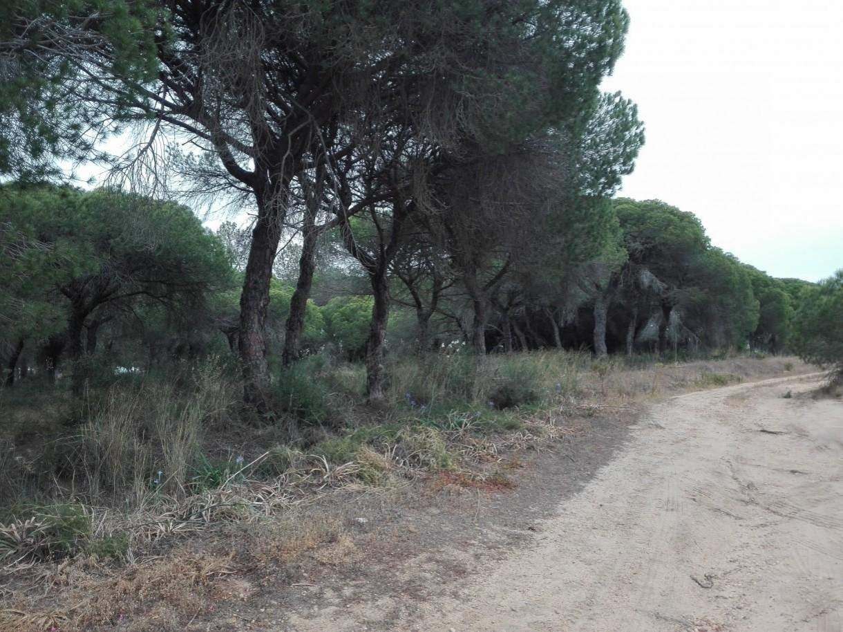 Grundstücke zum Verkauf der Nähe vom Strand, in Vale de Garrao, Algarve, Portugal_121725