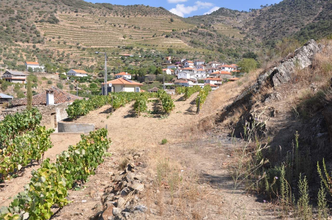 Farm with views to Douro river, Douro Demarcated Region, Portugal_129436