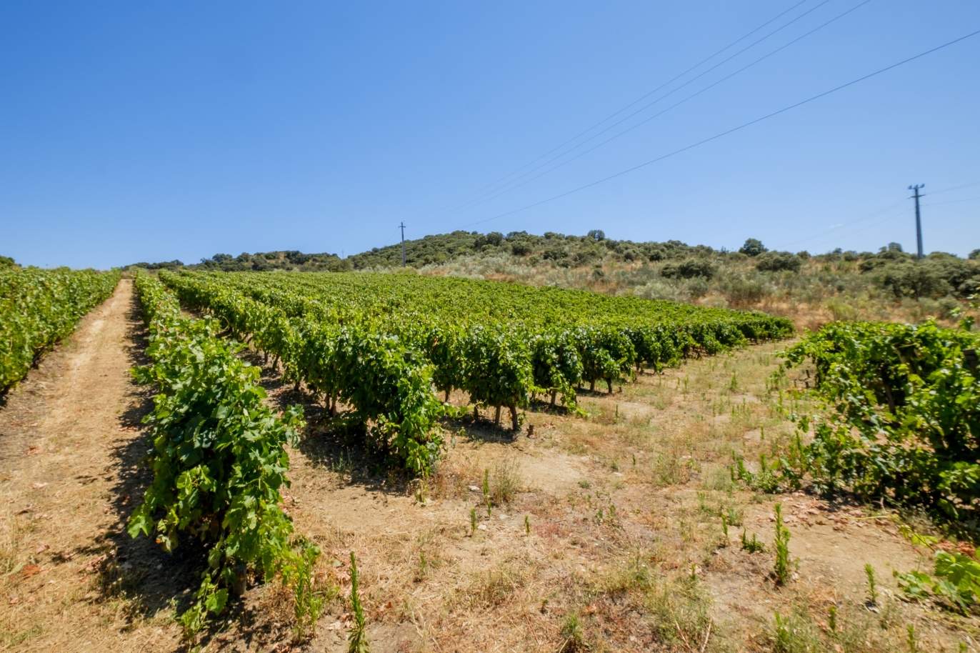 Verkauf: landwirtschaftlicher Besitz in der Region Douro Superior, Portugal_143868