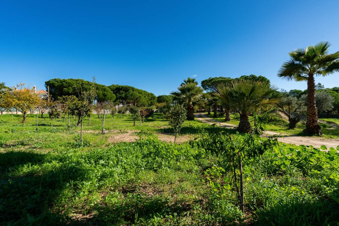Villa de 6 chambres avec piscine et grand jardin, Quinta do Lago, Algarve_158198