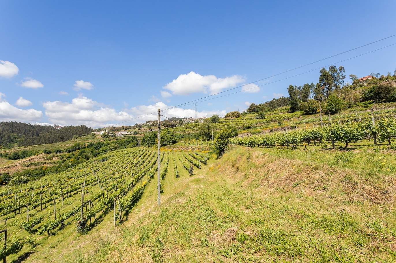 Venta de finca vinícola junto al río Douro, en Castelo de Paiva, norte de Portugal_171239