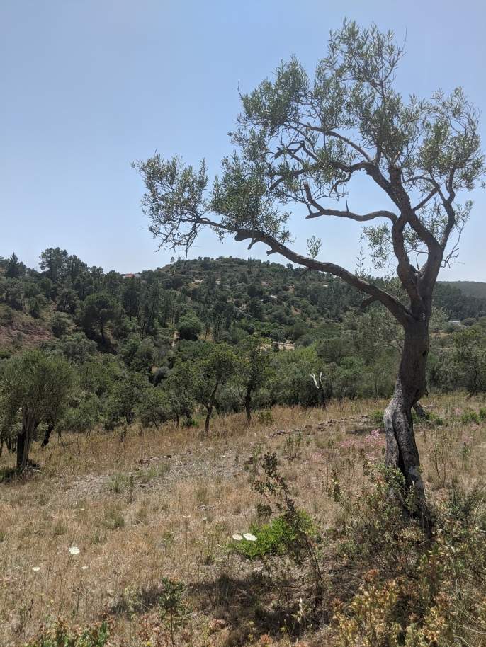 Großes Grundstück, in der Nähe des Fonte Benémola Parks, Loulé, Algarve_172589