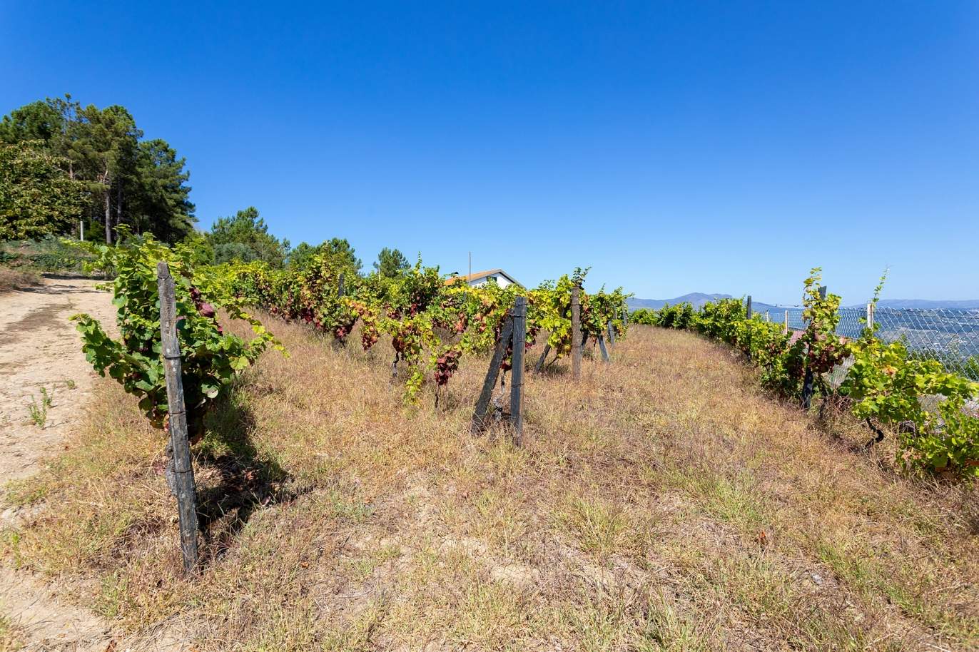 Selling: Vineyard with river views, Lamego, Douro Wine Region, Portugal_178069