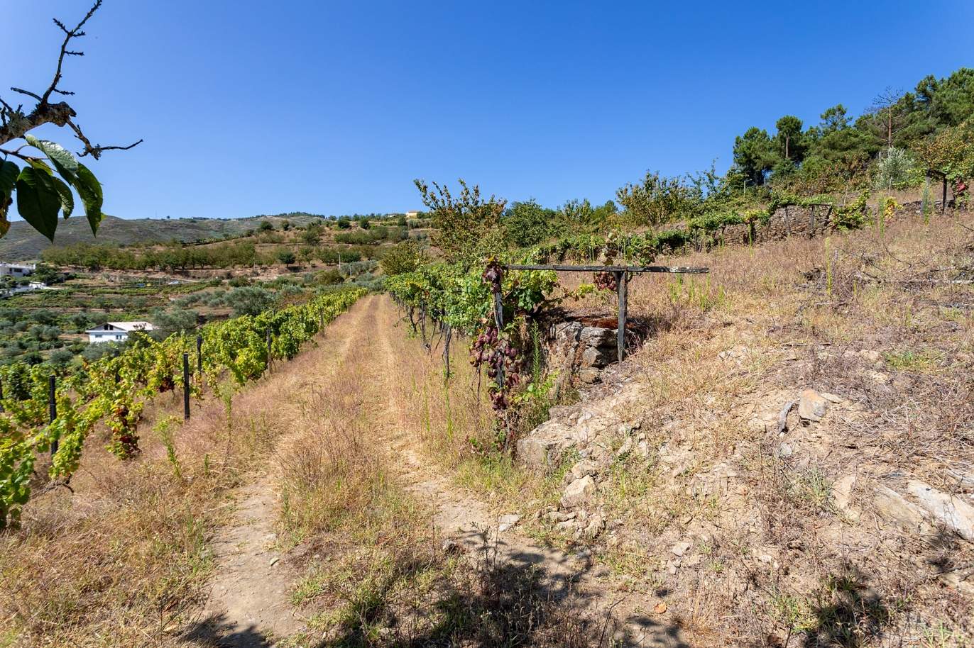 Venda: Quinta vinícola com vistas rio, Lamego, Douro Vinhateiro_178070