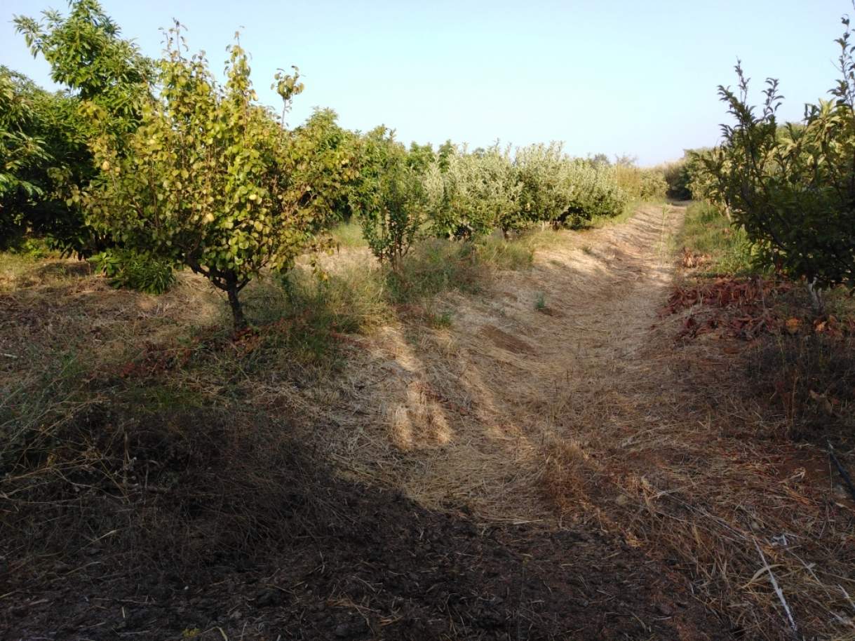 Farm with orchard and ruin, Luz de Tavira, Algarve_179688