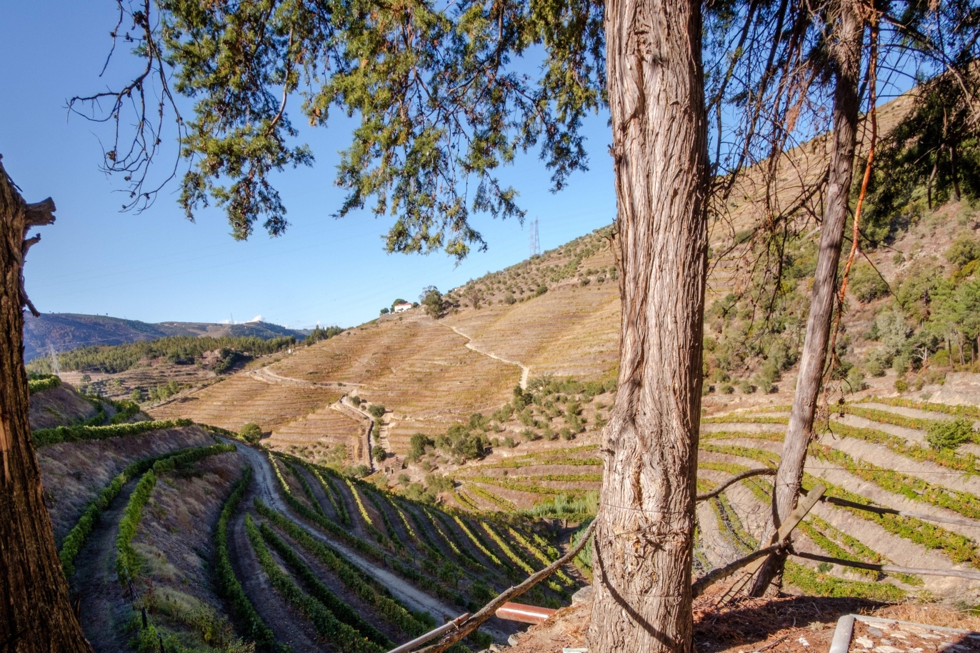 Vineyard, for sale, in Douro Valley, Portugal_184715