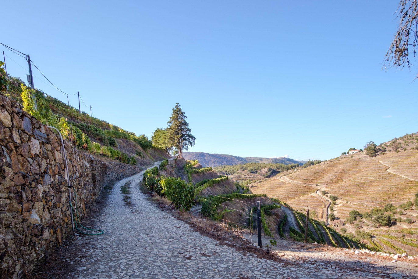 Vineyard, for sale, in Douro Valley, Portugal_184719