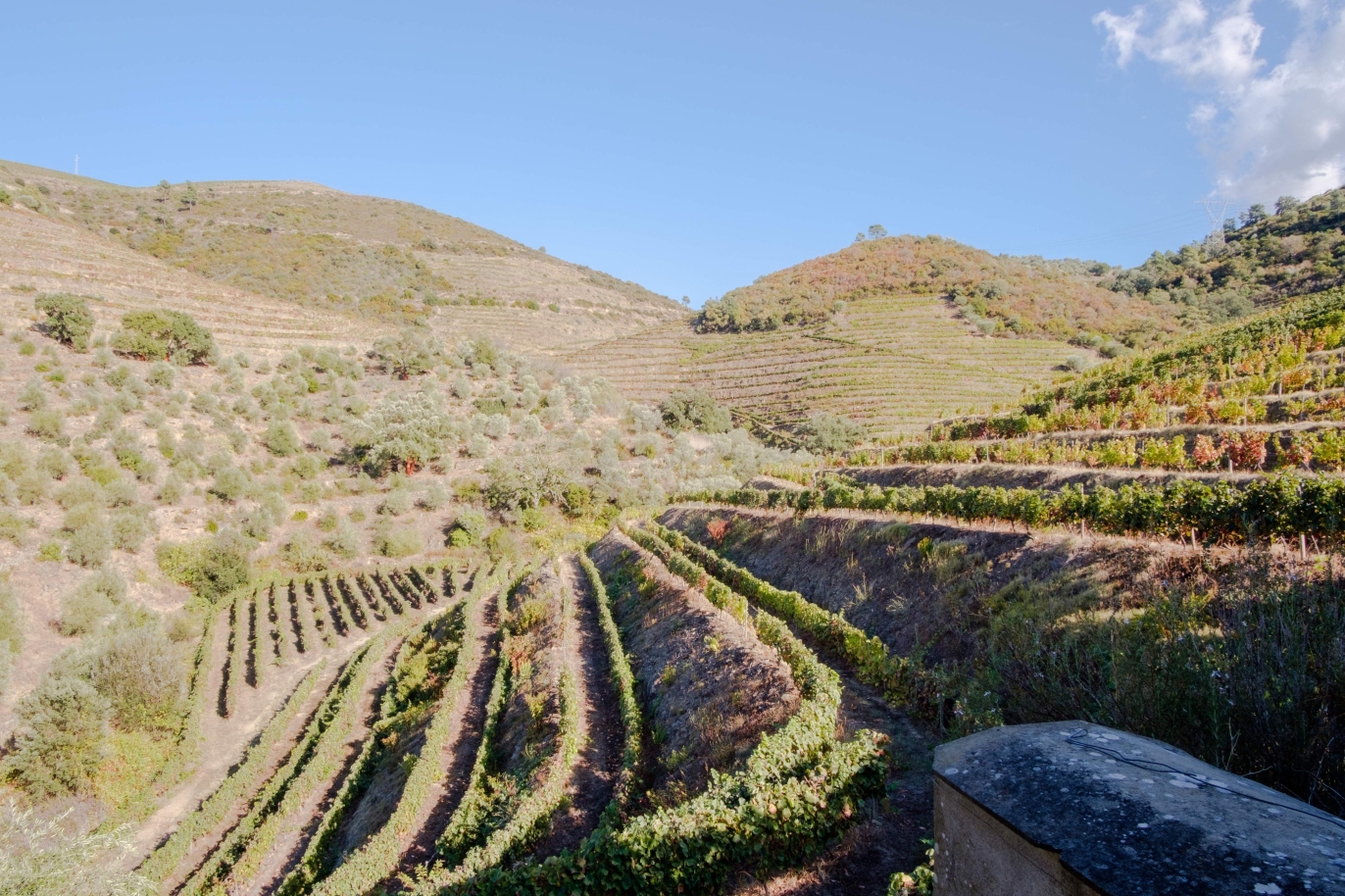 Vineyard, for sale, in Douro Valley, Portugal_184720