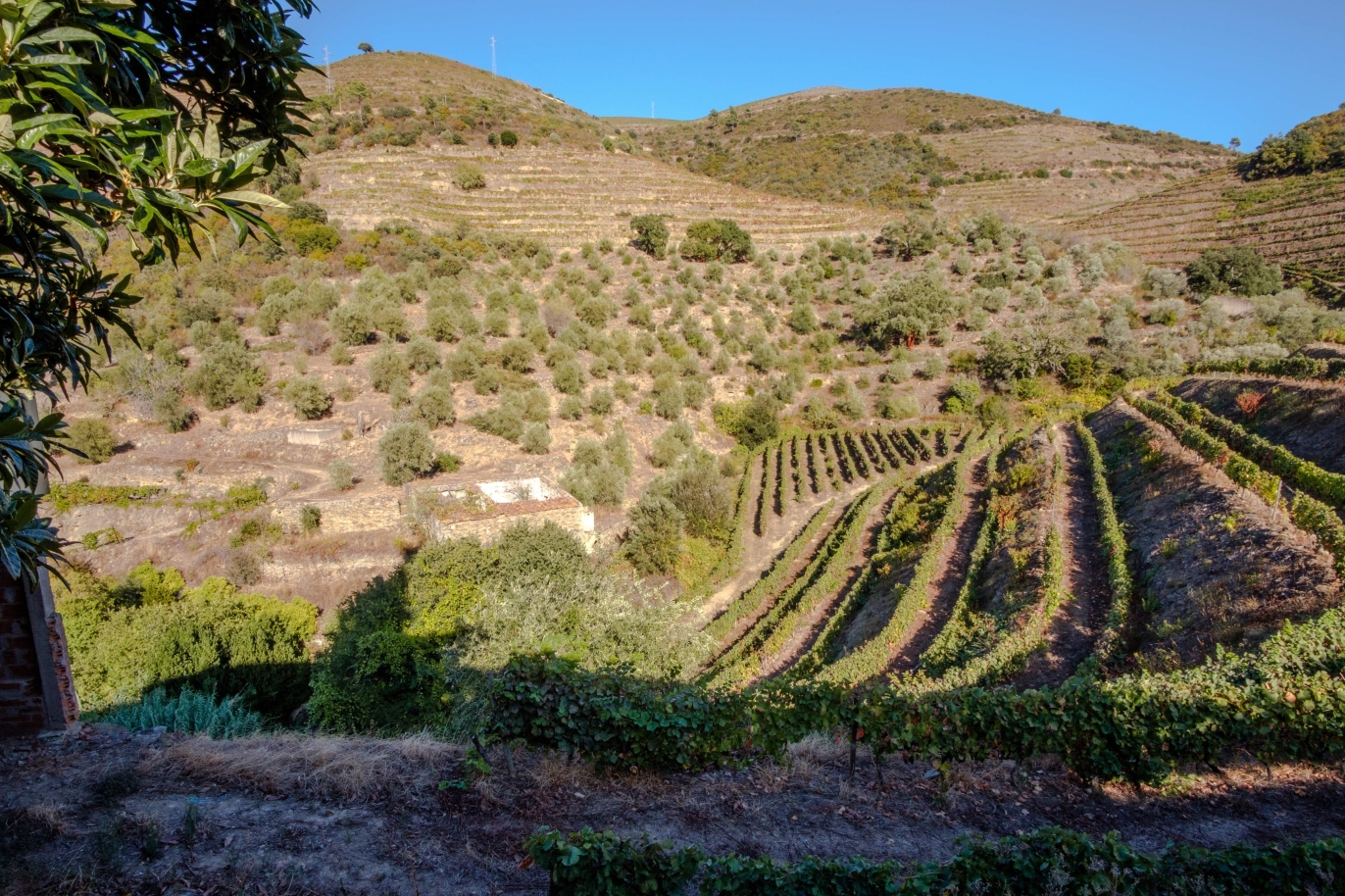 Vineyard, for sale, in Douro Valley, Portugal_184723