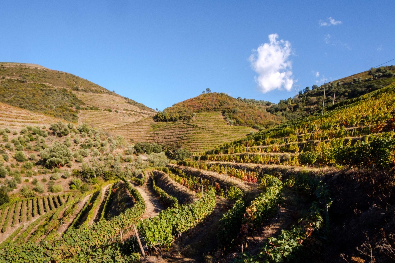 Vineyard, for sale, in Douro Valley, Portugal_184724