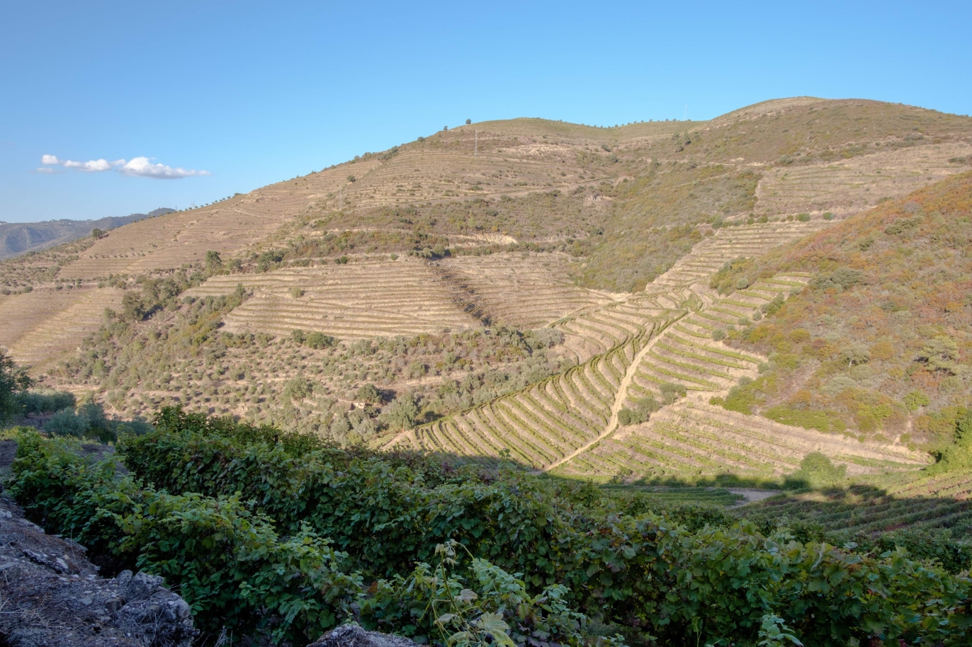Vineyard, for sale, in Douro Valley, Portugal_184729