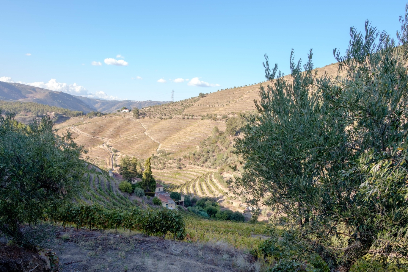 Vineyard, for sale, in Douro Valley, Portugal_184730