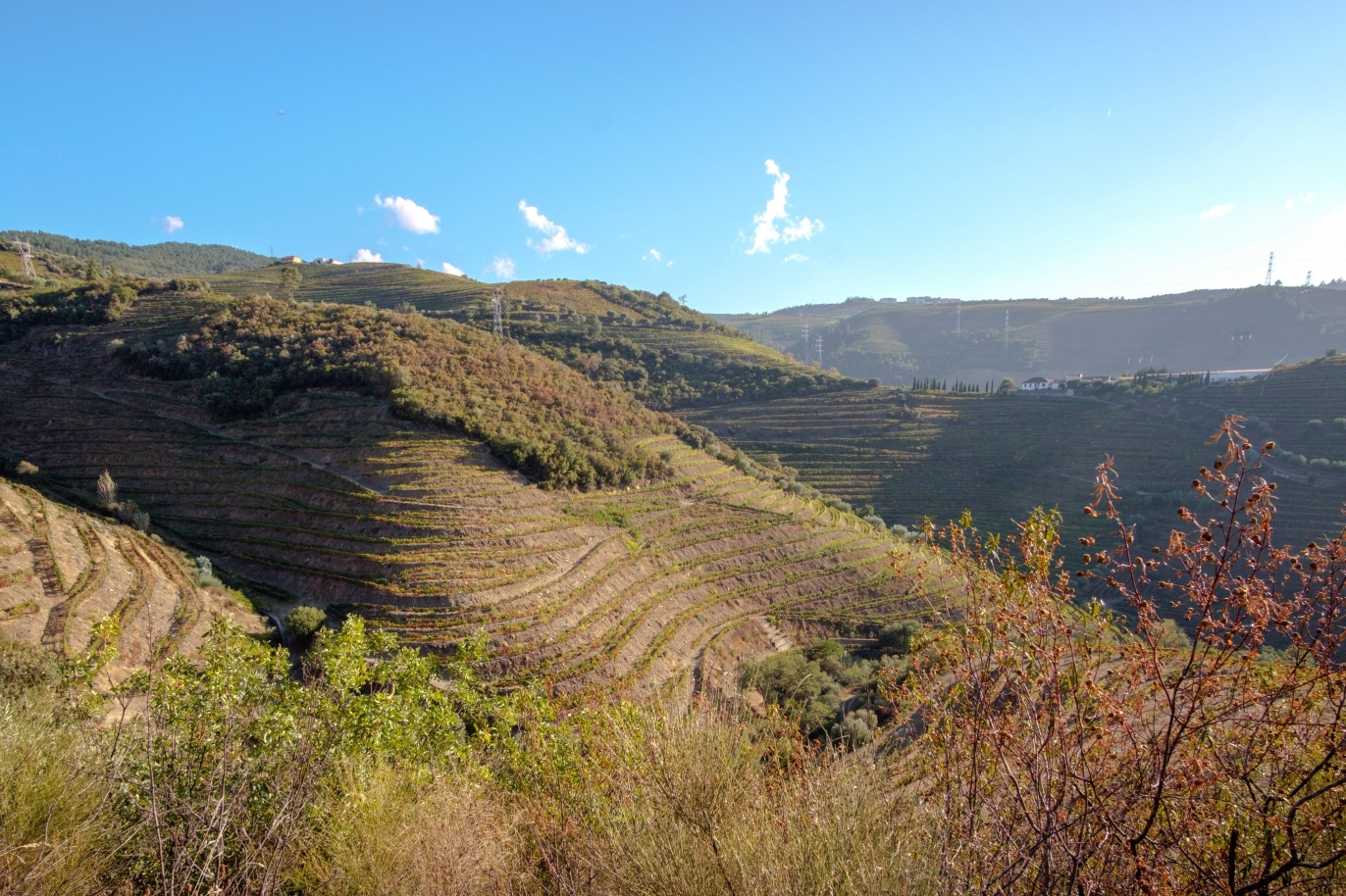 Vineyard, for sale, in Douro Valley, Portugal_184731