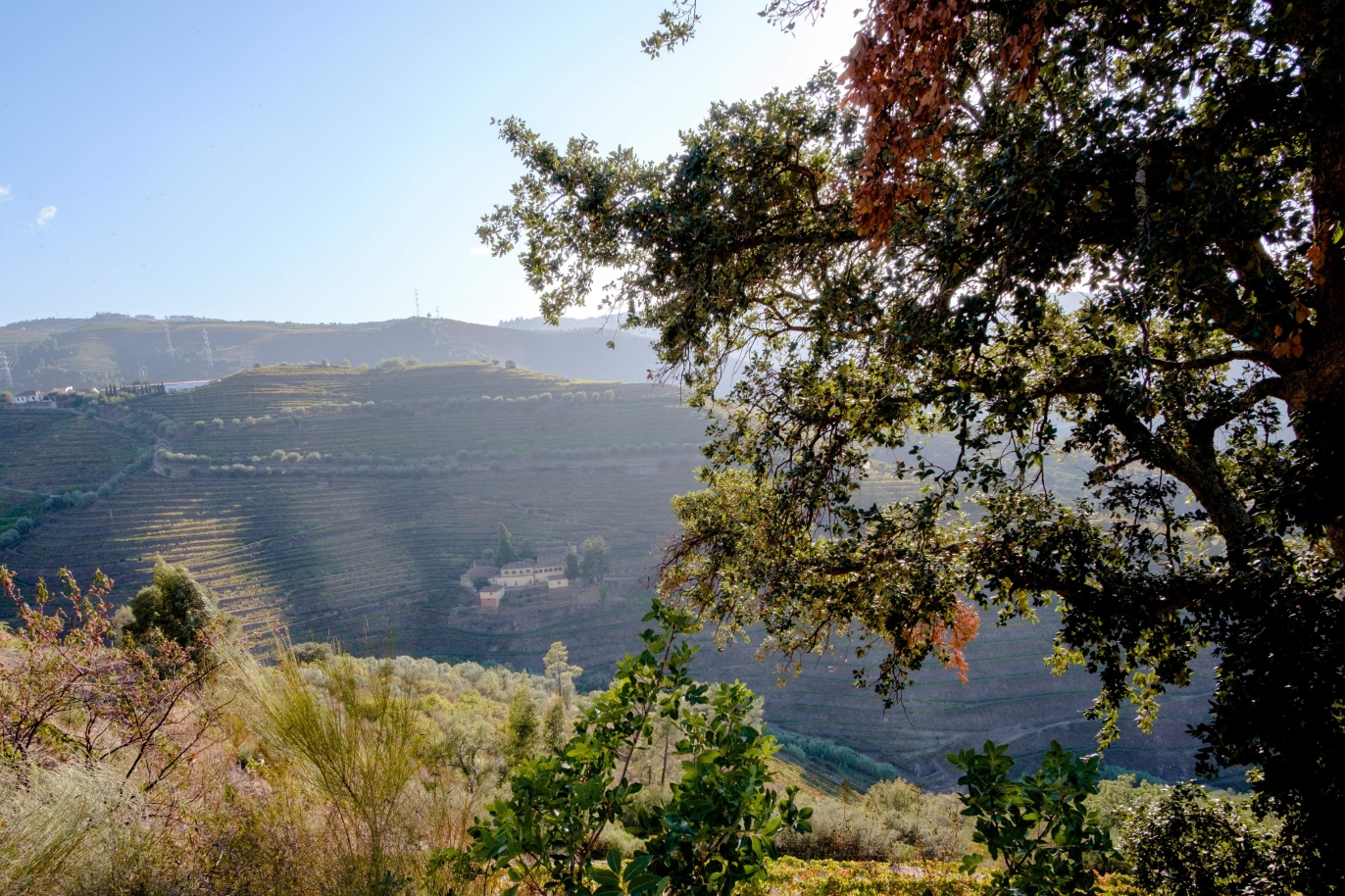 Vineyard, for sale, in Douro Valley, Portugal_184732
