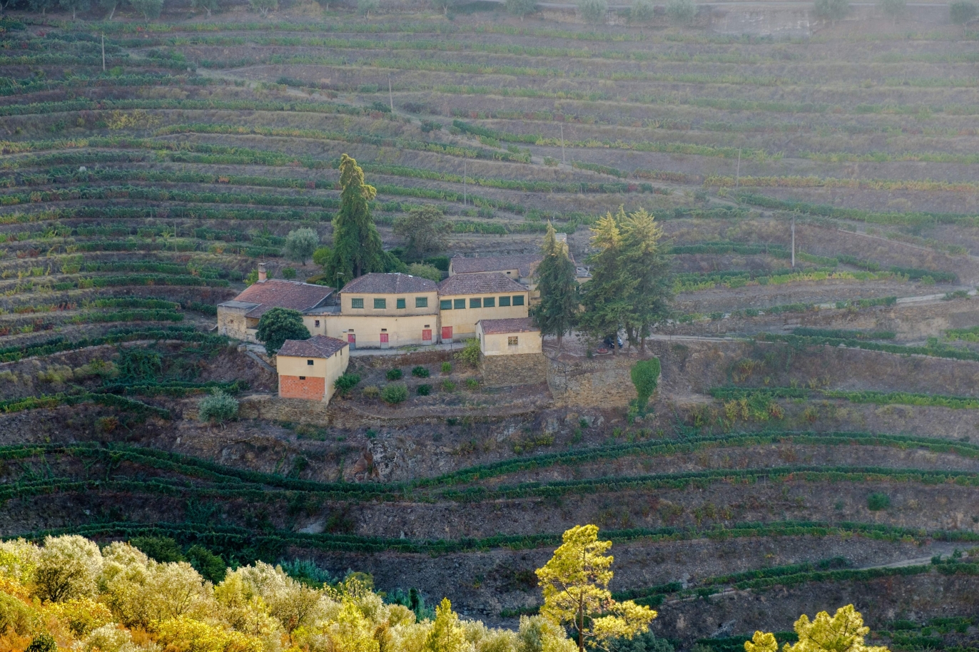 Vineyard, for sale, in Douro Valley, Portugal_184733