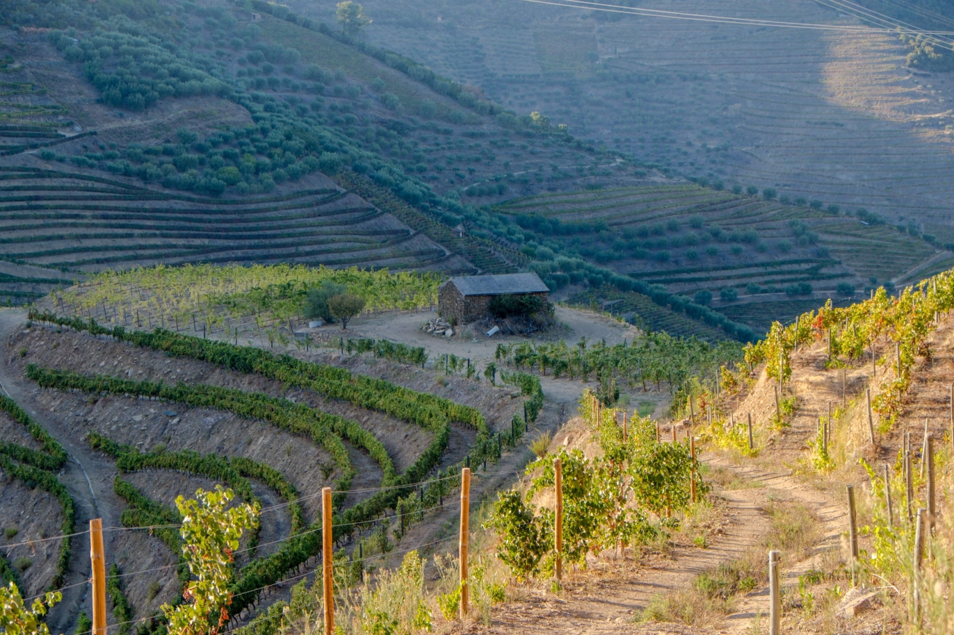 Vineyard, for sale, in Douro Valley, Portugal_184739