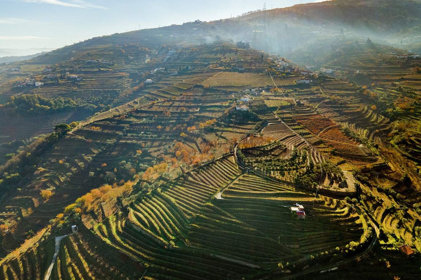 Vineyard in Douro Valley for sale, in Penajoia, Lamego, North of Portugal_188287