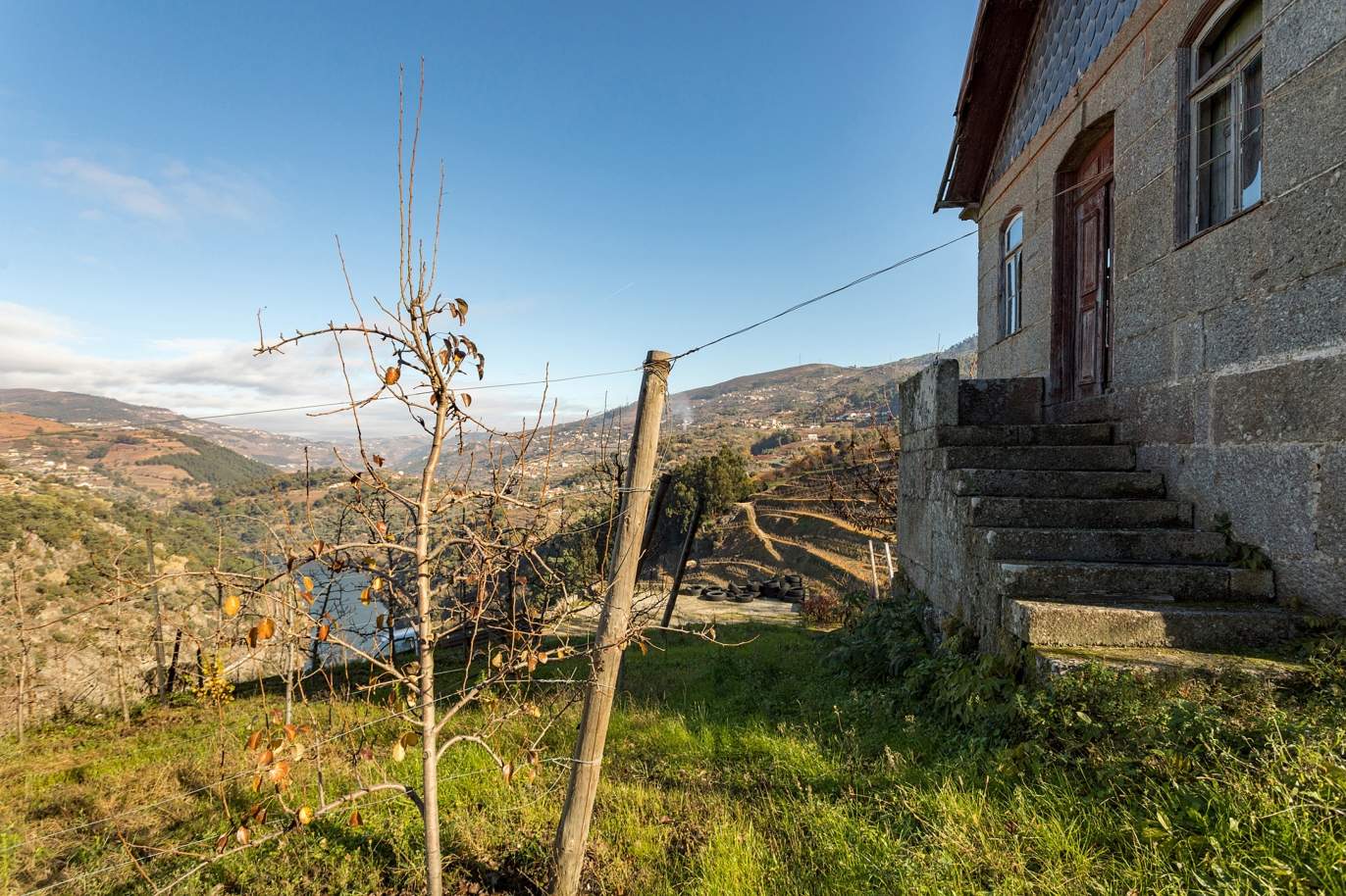 Vineyard in Douro Valley for sale, in Penajoia, Lamego, North of Portugal_188298