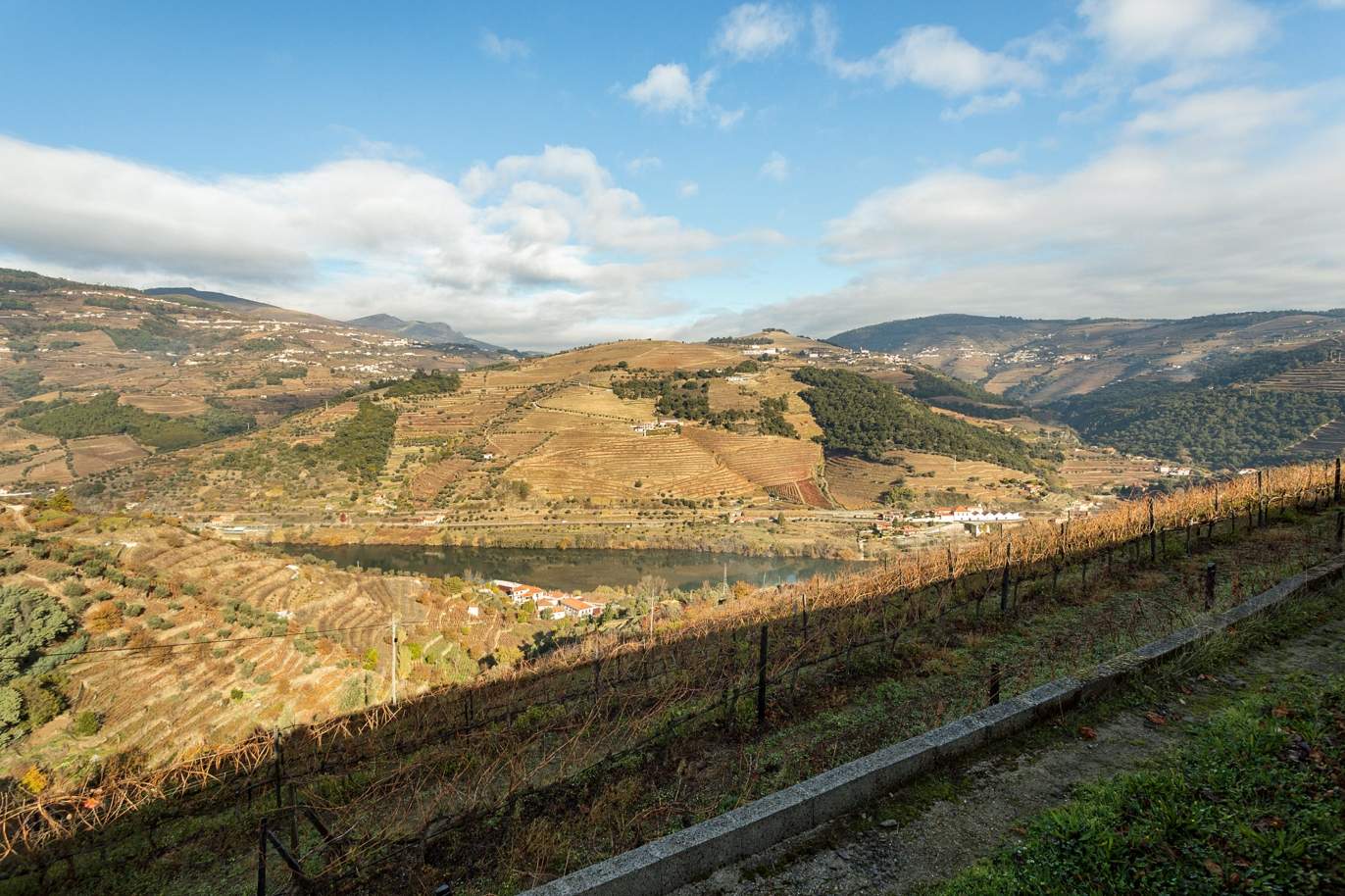 Vignoble à vendre dans le Valée du Douro, à Penajoia, Lamego, dans le nord du Portugal_188302