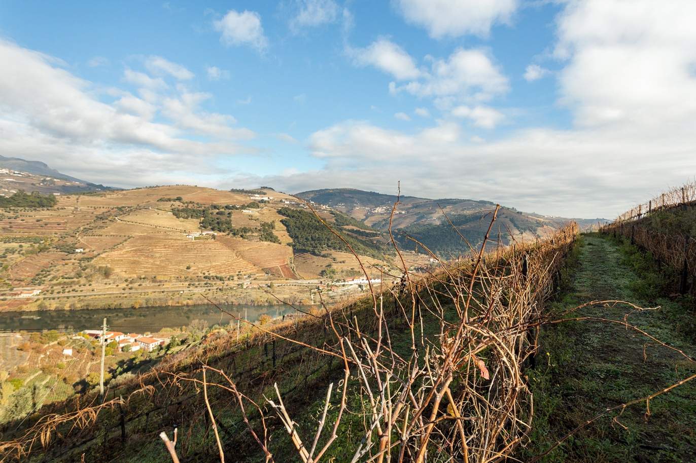 Vineyard in Douro Valley for sale, in Penajoia, Lamego, North of Portugal_188303