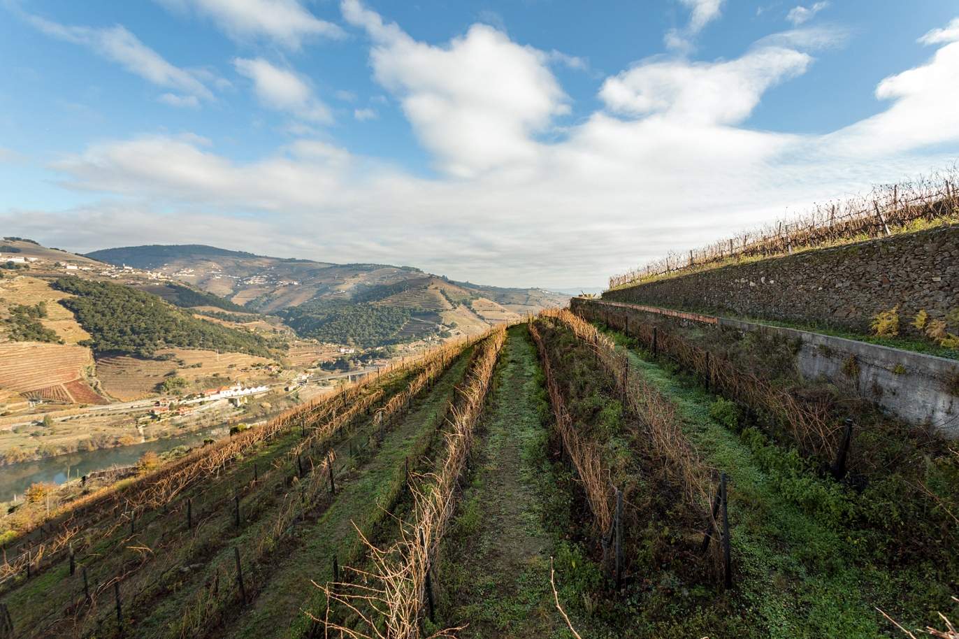 Vignoble à vendre dans le Valée du Douro, à Penajoia, Lamego, dans le nord du Portugal_188305