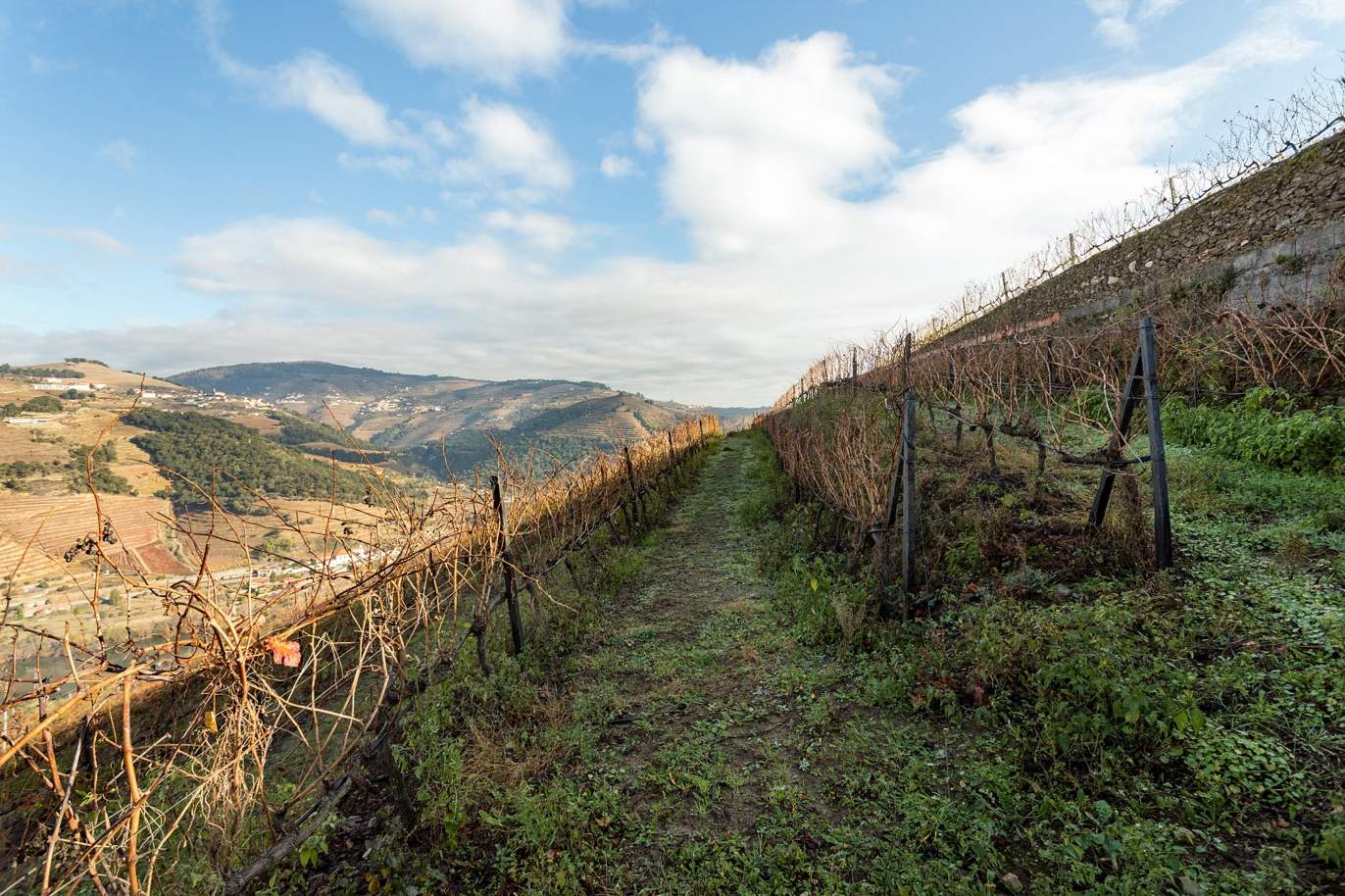Vignoble à vendre dans le Valée du Douro, à Penajoia, Lamego, dans le nord du Portugal_188306