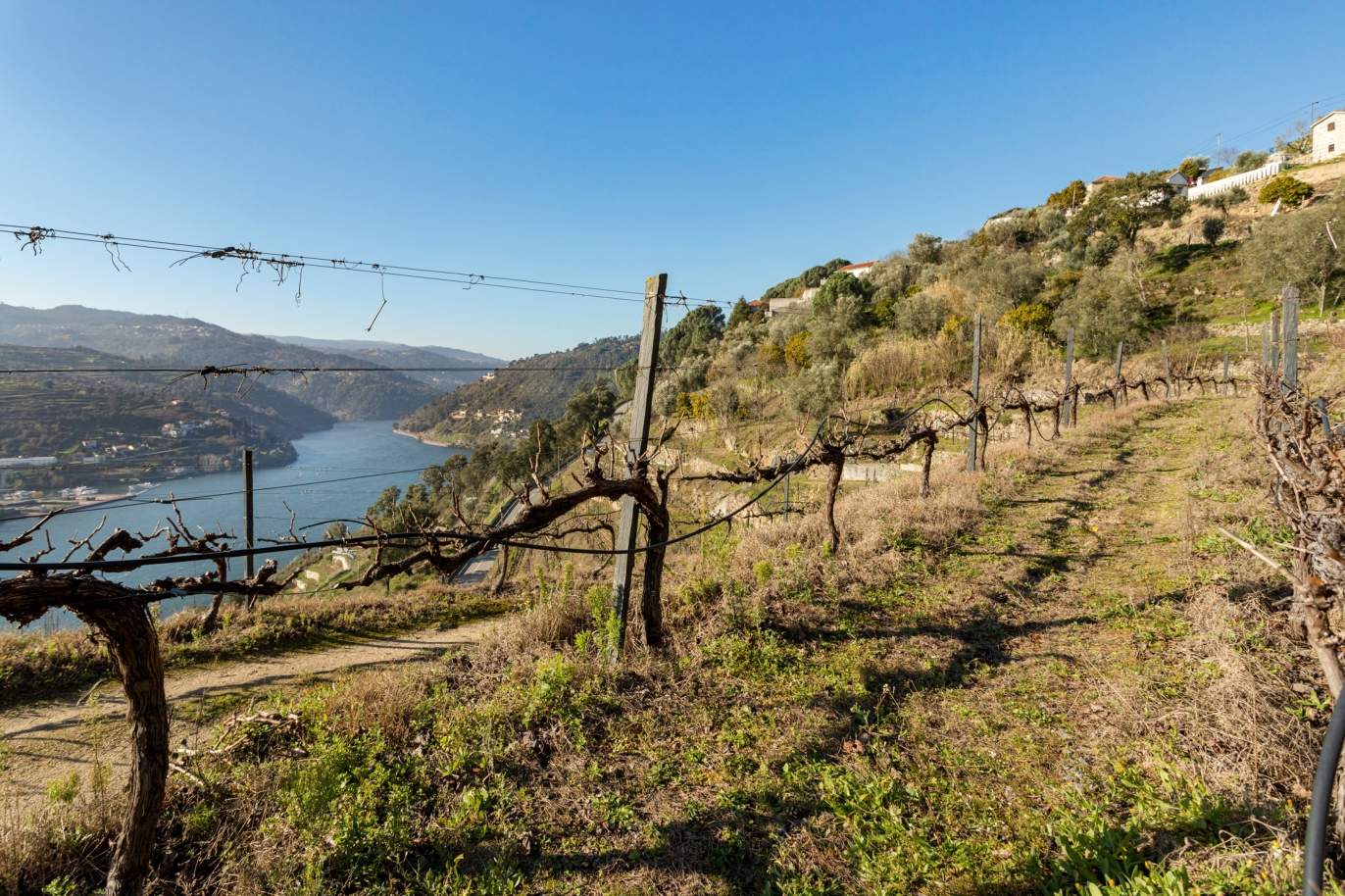 Vineyard with river views, for sale, in the Douro, Baião, North Portugal_191598