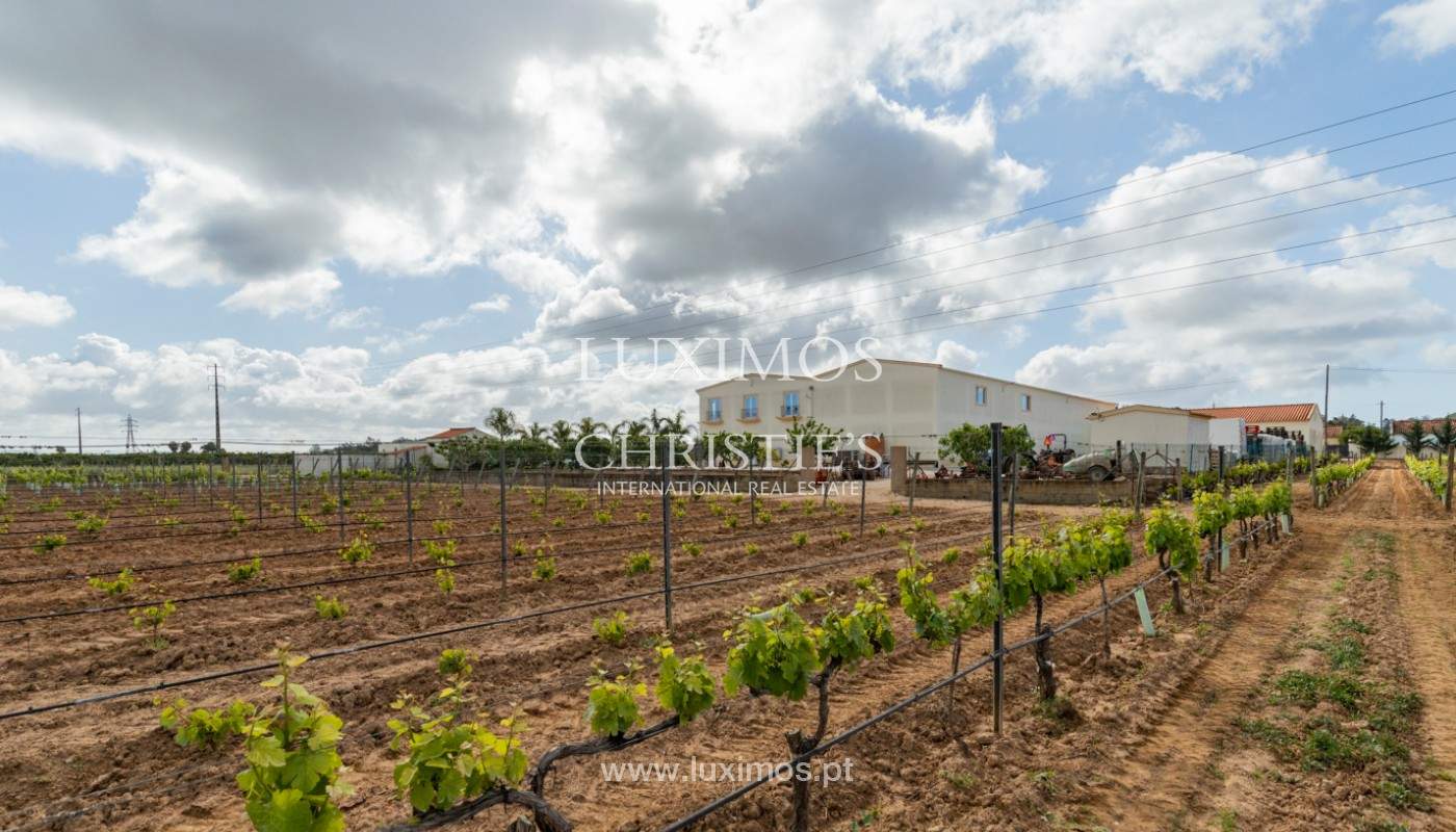 Wine farm, for sale, in Silves, Algarve_2146
