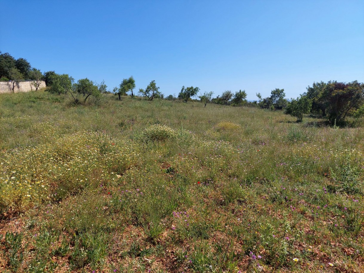 Rustic land, for sale in Patageiras, Algoz, Algarve_200616
