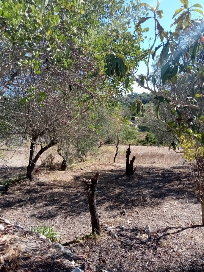 Amplo terreno, para venda em Loulé, Algarve_209880