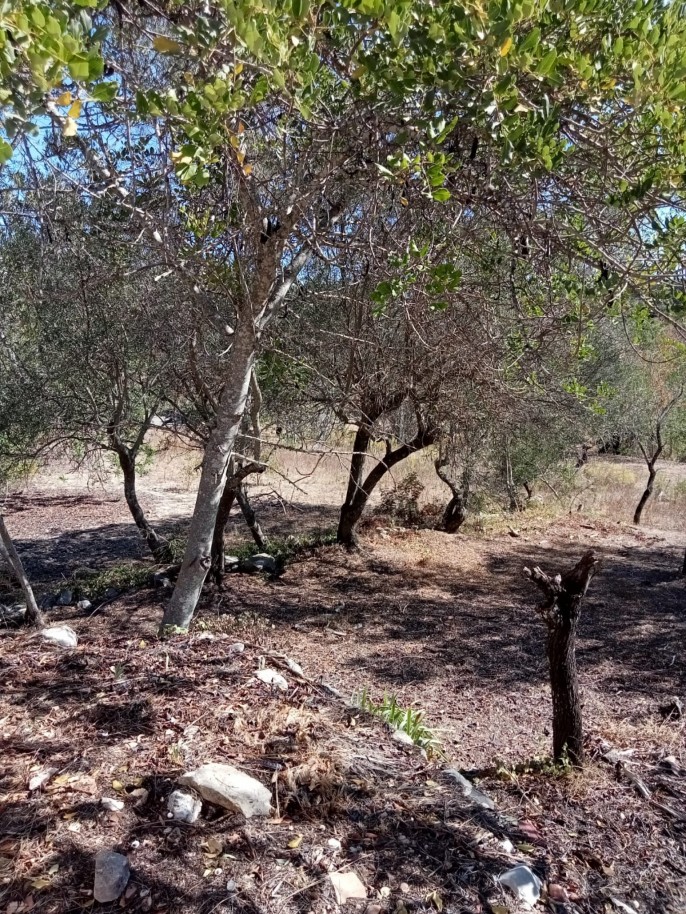 Amplo terreno, para venda em Loulé, Algarve_209889