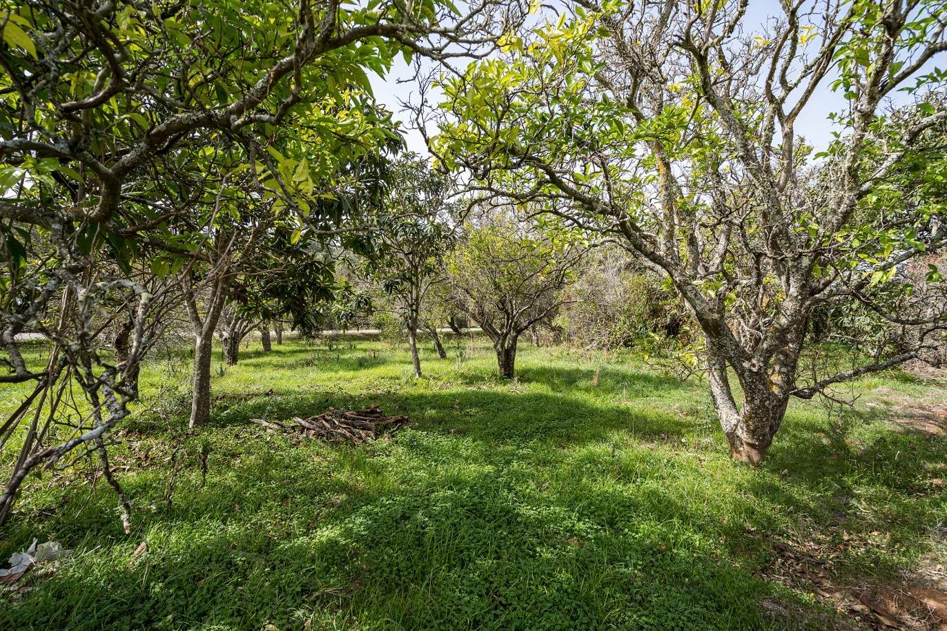 Plot with two ruins for sale in Bensafrim, Lagos, Algarve_210548