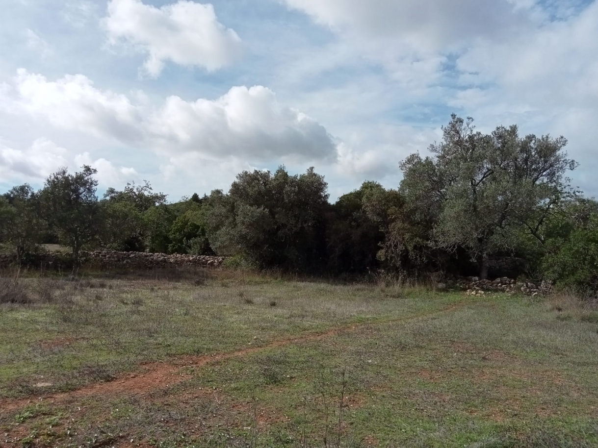 Large plot of land with ruin, for sale in Estoi, Algarve_212206