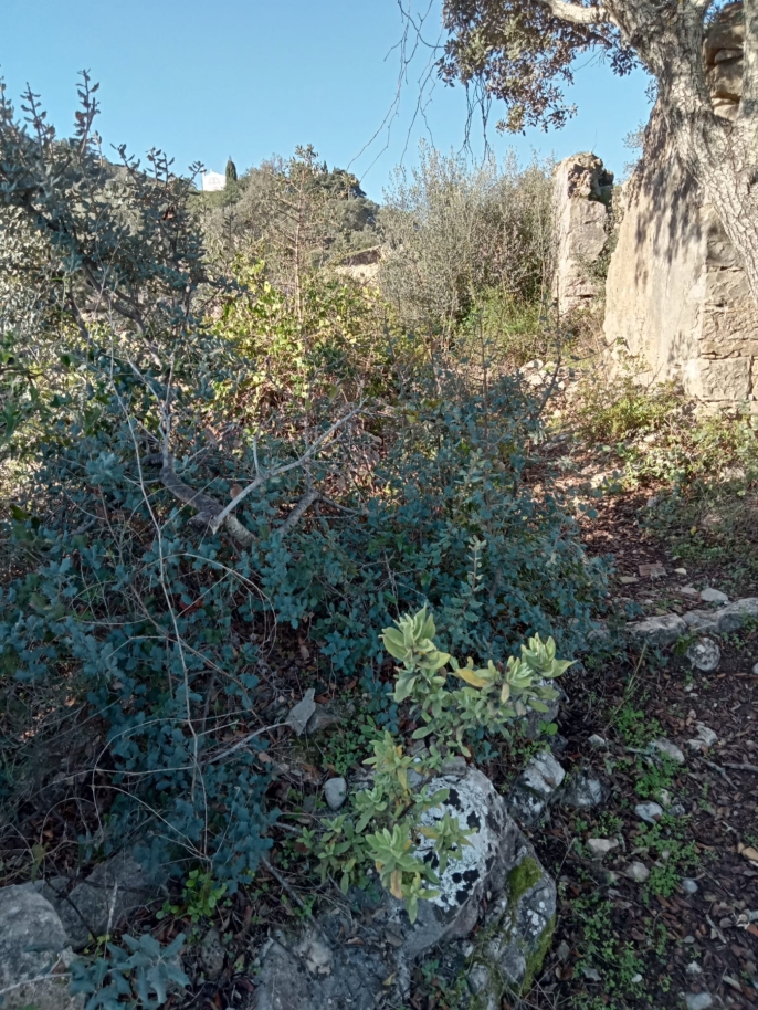 Amplo terreno com ruína para venda em São Brás de Alportel, Algarve_214538