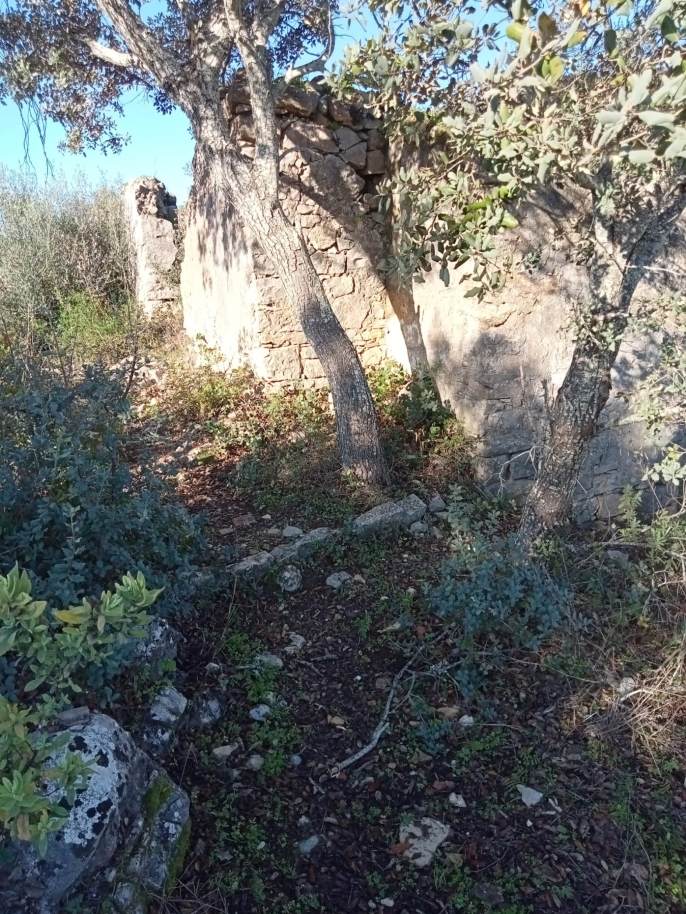 Large plot with ruin for sale in São Brás de Alportel, Algarve_214539