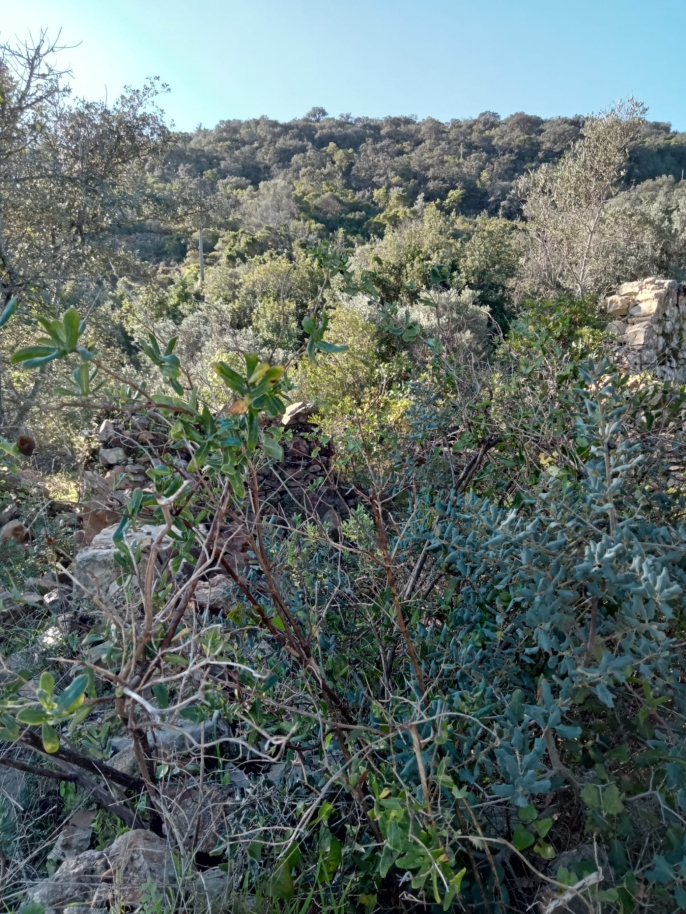 Amplo terreno com ruína para venda em São Brás de Alportel, Algarve_214540