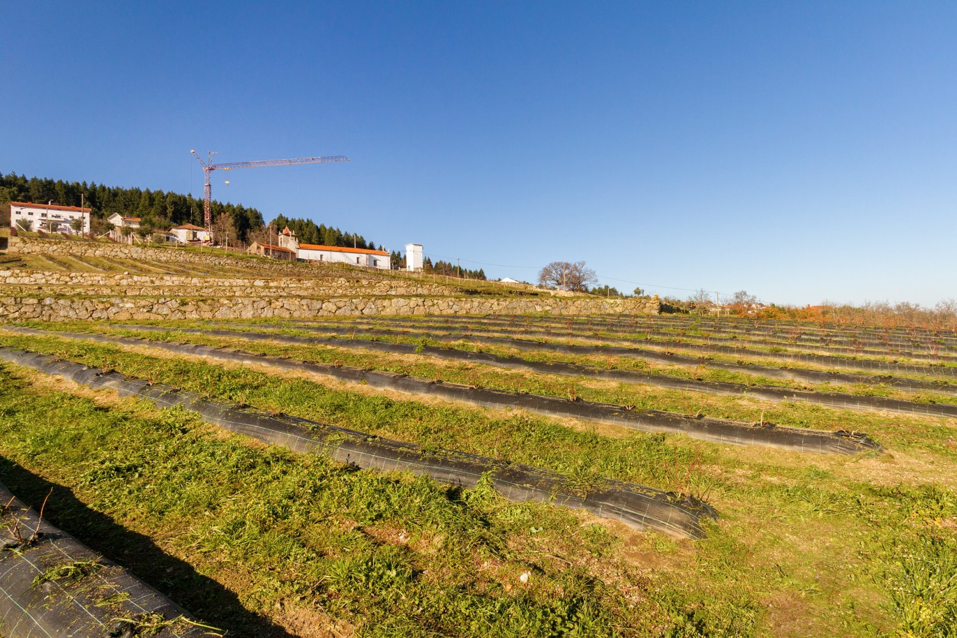 Grundstück zu verkaufen in Lamego, Douro Valley, Portugal_218944