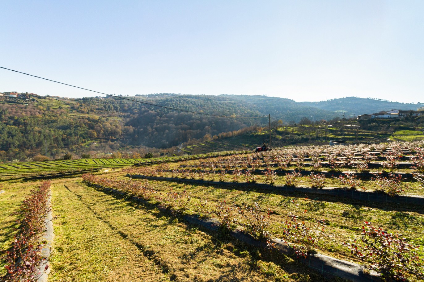 Grundstück zu verkaufen in Lamego, Douro Valley, Portugal_218946