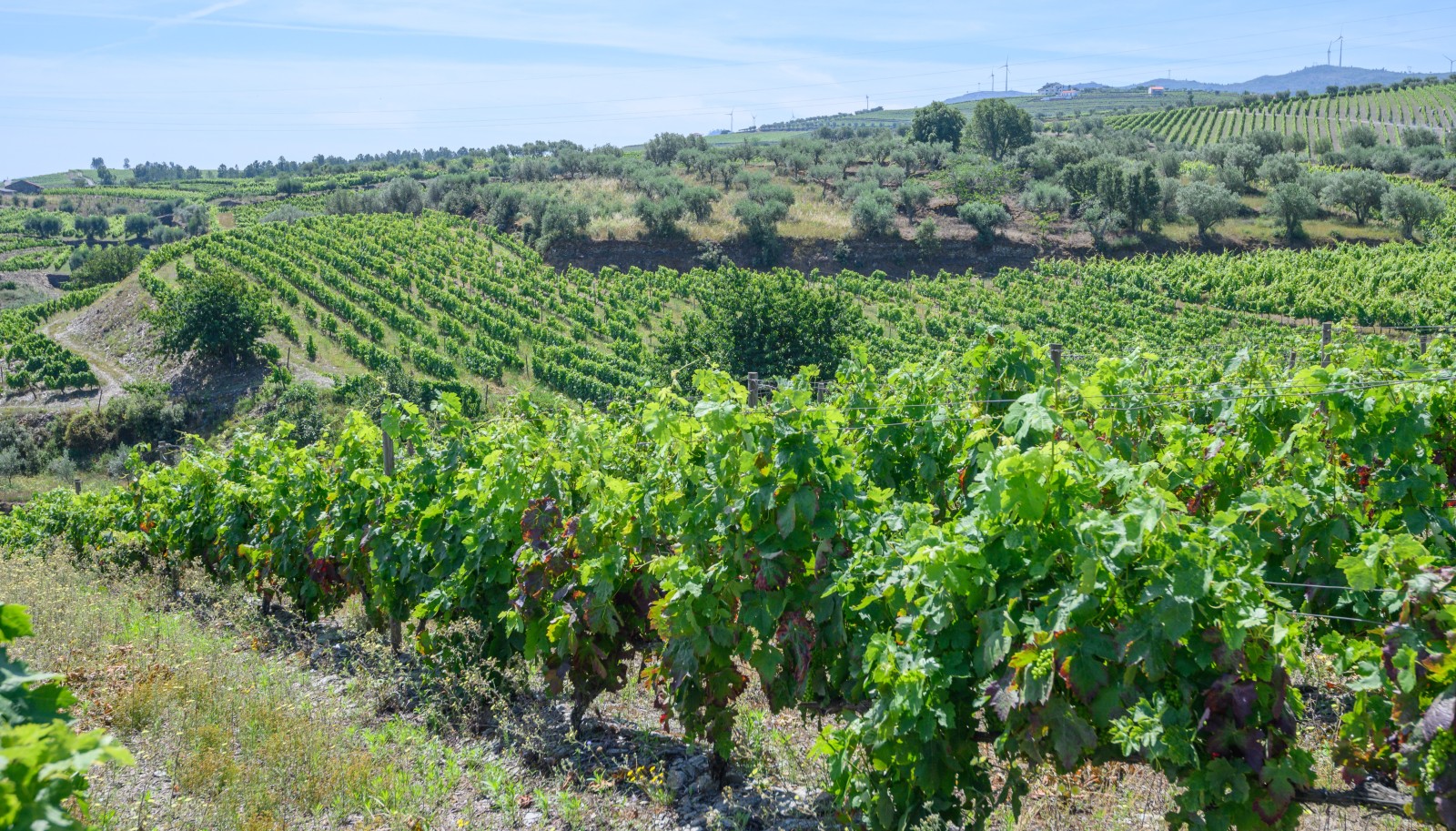 Vineyard, for sale, in Adorigo, in Douro Valley, Portugal_230987