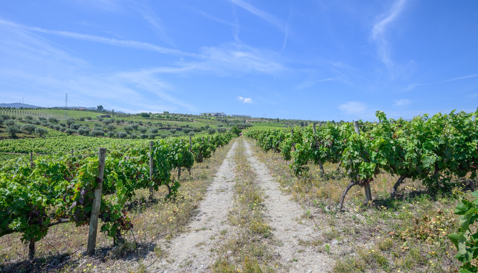 Vineyard, for sale, in Adorigo, in Douro Valley, Portugal_230989