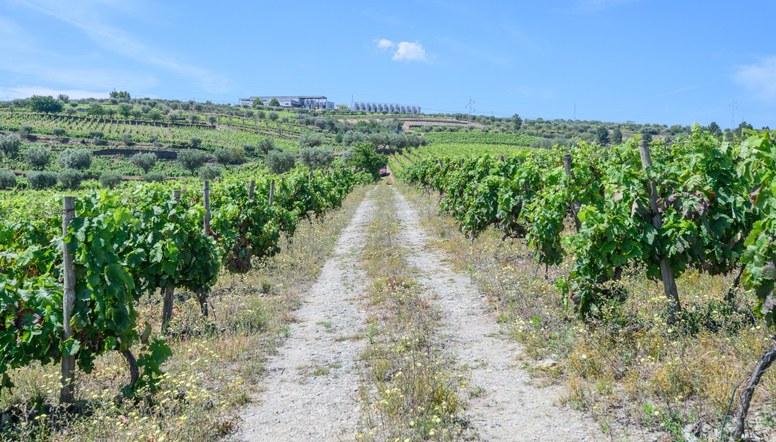 Vineyard, for sale, in Adorigo, in Douro Valley, Portugal_230990