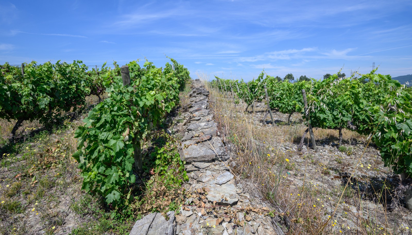 Domaine viticole, à vendre, Valée du Douro, Portugal_230991
