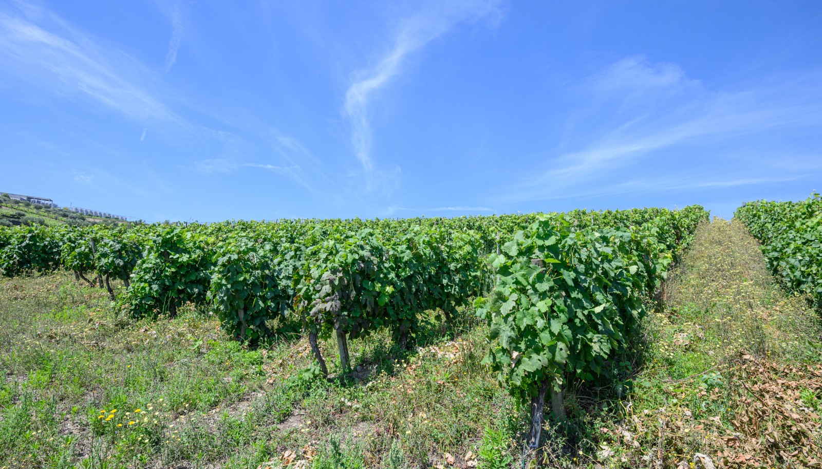 Vineyard, for sale, in Adorigo, in Douro Valley, Portugal_230993