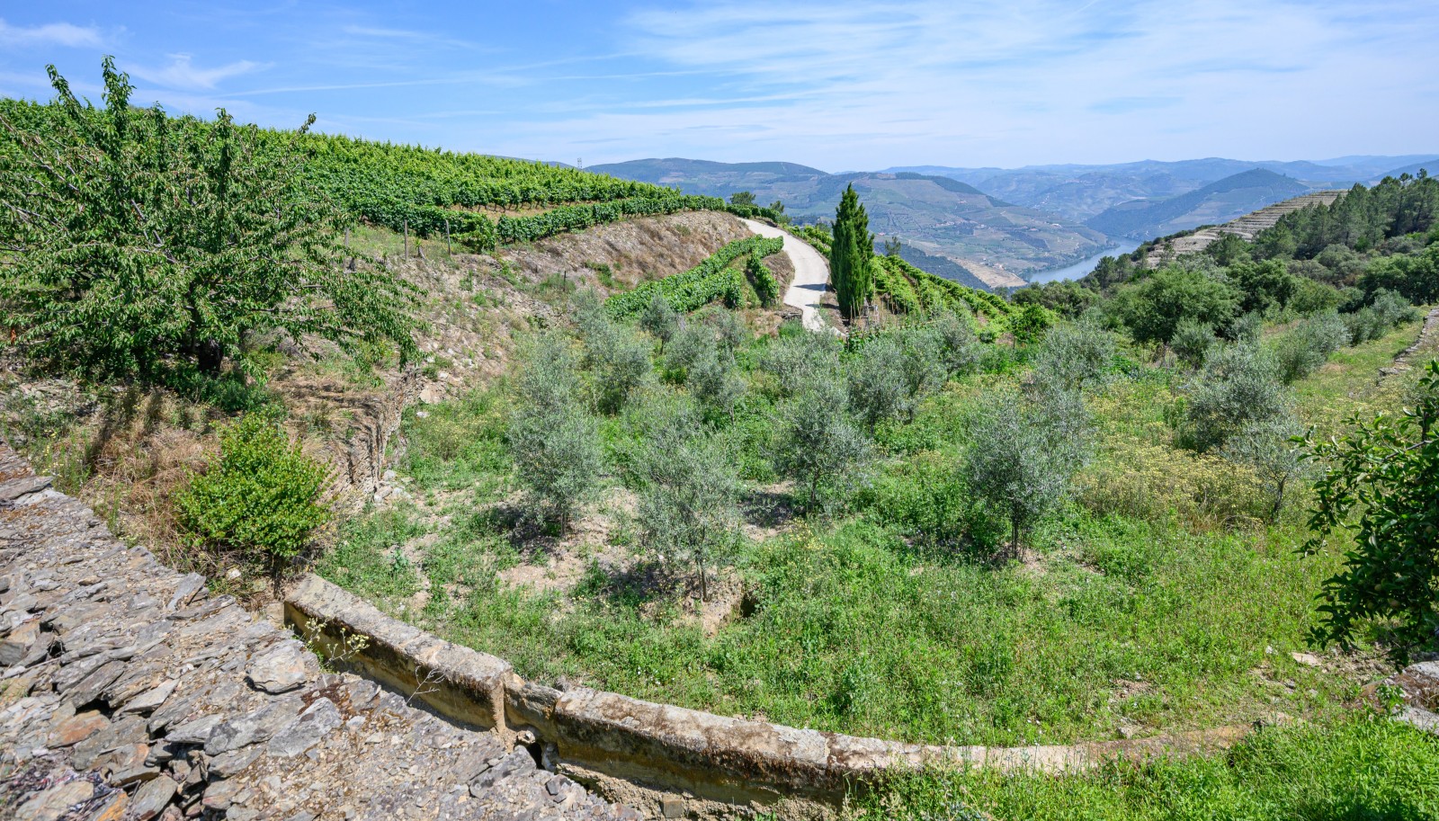 Vineyard, for sale, in Adorigo, in Douro Valley, Portugal_231002