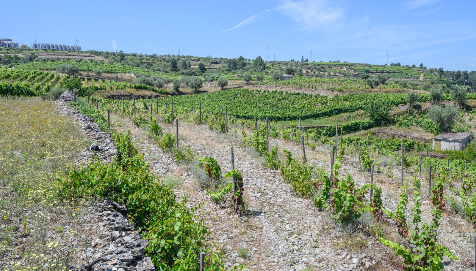 Domaine viticole, à vendre, Valée du Douro, Portugal_231004