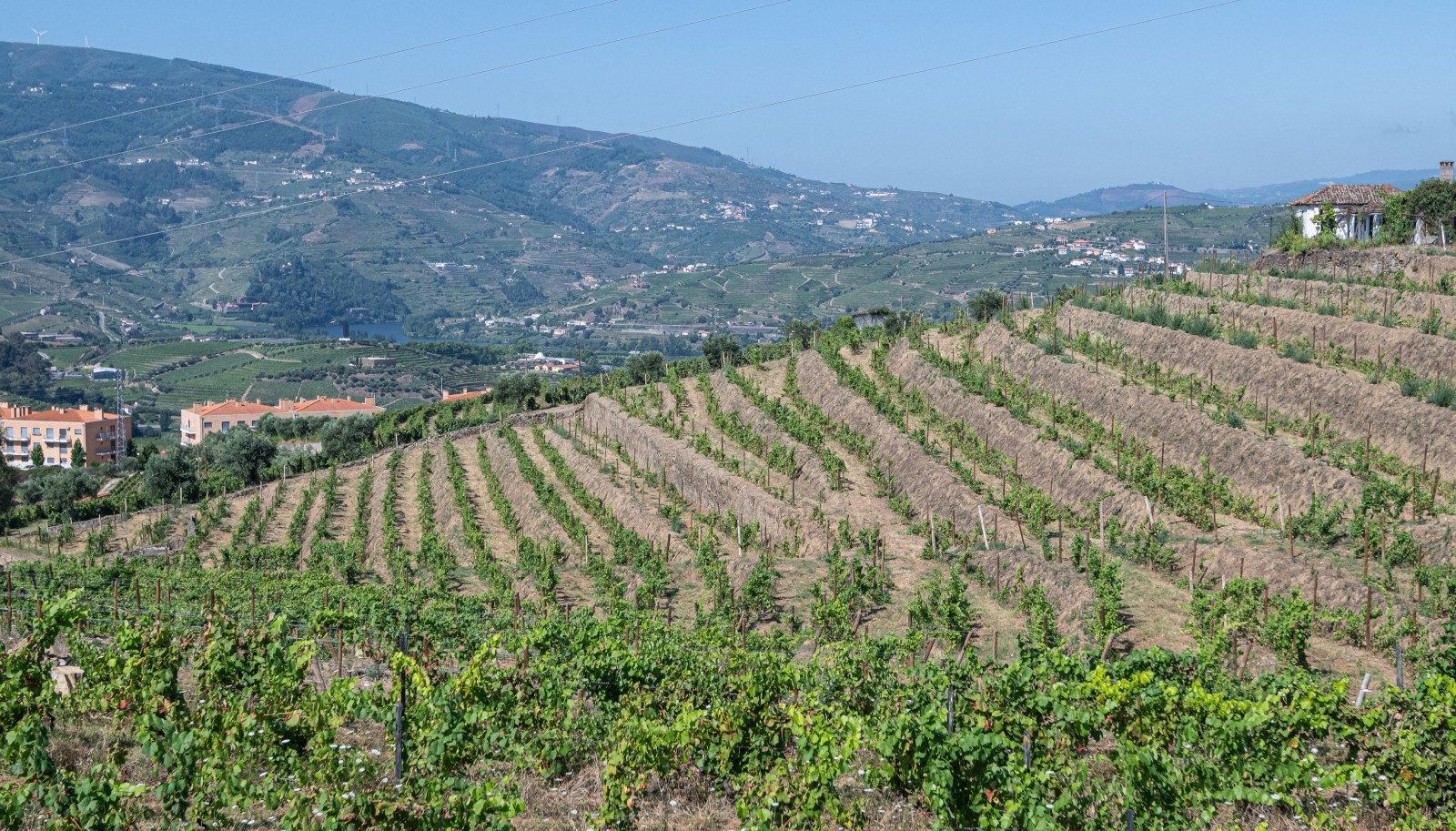 Vineyard, for sale, in Peso da Régua, Douro Valley, Portugal_233753