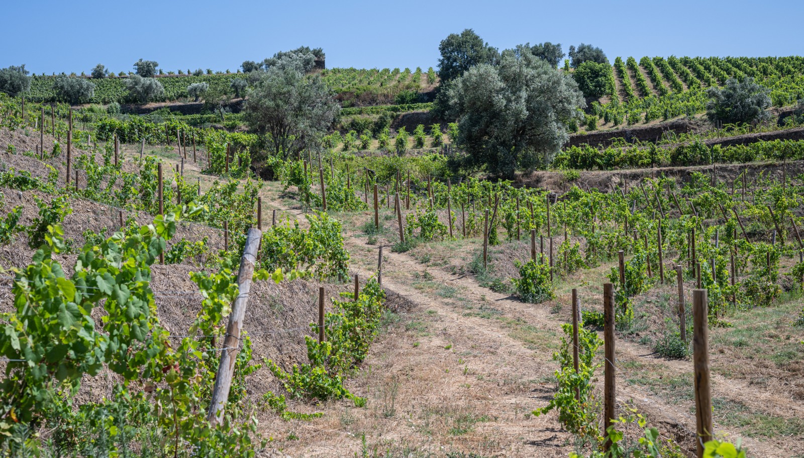 Vineyard, for sale, in Peso da Régua, Douro Valley, Portugal_233771