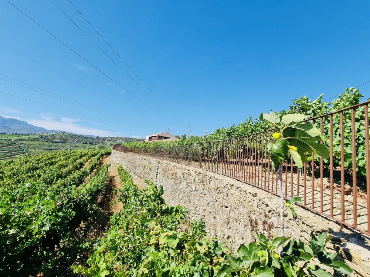 Boutique-Bauernhof im Herzen der Weinregion Douro, Portugal_236072