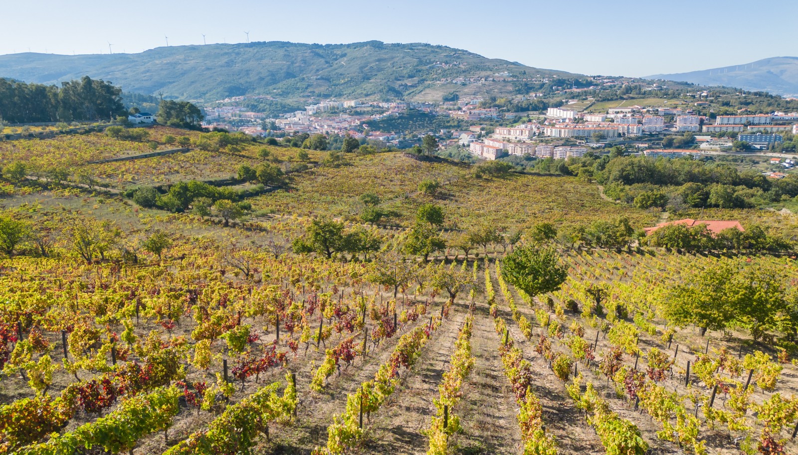 Quinta vinícola - para venda - Douro Valley _242023